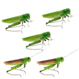 Maxbell 5Pcs Simulation Artificial Insect Model Kids Educative Toys Locust