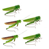 Maxbell 5Pcs Simulation Artificial Insect Model Kids Educative Toys Locust