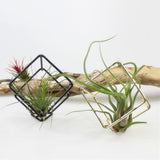 Maxbell Phenovo Air Plant Holder Pot Container #1