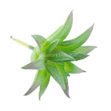 Maxbell Artificial Plastic Succulent Aloe Flower Plant Home Yard Table Decor Green