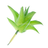 Maxbell Artificial Plastic Succulent Aloe Flower Plant Home Yard Table Decor Green