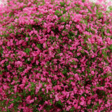 Maxbell Rose Red Green Foliage Model Scenic Material for Mini Tree DIY
