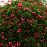 Maxbell Red Fruit Green Foliage Model Scenic Material for Mini Tree DIY