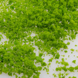 Maxbell Lime Green Pore Foliage Model Scenic Material for Mini Tree DIY
