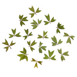 Maxbell 10x Pressed Dried Flower Dry Leaves for DIY Crafts Bookmark Cards Making 01