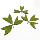 Maxbell 10x Pressed Dried Flower Dry Leaves for DIY Crafts Bookmark Cards Making 01