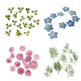 Maxbell 10x Pressed Dried Flower Dry Leaves for DIY Crafts Bookmark Cards Making 01