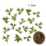 Maxbell 10x Pressed Dried Flower Dry Leaves for DIY Crafts Bookmark Cards Making 01