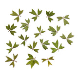 Maxbell 10x Pressed Dried Flower Dry Leaves for DIY Crafts Bookmark Cards Making 01