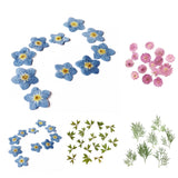 Maxbell 10x Pressed Dried Flower Dry Leaves for DIY Crafts Bookmark Cards Making 01