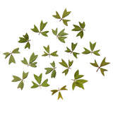 Maxbell 10x Pressed Dried Flower Dry Leaves for DIY Crafts Bookmark Cards Making 01