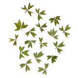 Maxbell 10x Pressed Dried Flower Dry Leaves for DIY Crafts Bookmark Cards Making 01