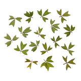 Maxbell 10x Pressed Dried Flower Dry Leaves for DIY Crafts Bookmark Cards Making 01