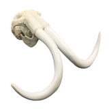 Maxbell Creative Animal Head Skull  Aquarium Decoration Elephant Head Bone