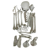 Maxbell Creative Animal Head Skull  Aquarium Decoration Skeleton