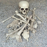 Maxbell Creative Animal Head Skull  Aquarium Decoration Skeleton