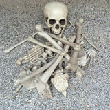 Maxbell Creative Animal Head Skull  Aquarium Decoration Skeleton