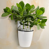 Maxbell Garden Self-watering Plant Flower Pot Wall Hanging Plastic Planter S white