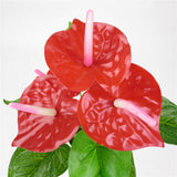 Maxbell Artificial Plant 12 Branches 5 Red Anthurium Flowers Floral Decor 33cm