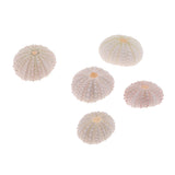 Maxbell 5Pcs Aquarium Fish Tank Natural Seashell Landscape Decoration Sea Urchin Shell