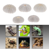 Maxbell 5Pcs Aquarium Fish Tank Natural Seashell Landscape Decoration Sea Urchin Shell