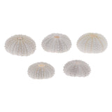 Maxbell 5Pcs Aquarium Fish Tank Natural Seashell Landscape Decoration Sea Urchin Shell