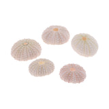 Maxbell 5Pcs Aquarium Fish Tank Natural Seashell Landscape Decoration Sea Urchin Shell