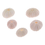 Maxbell 5Pcs Aquarium Fish Tank Natural Seashell Landscape Decoration Sea Urchin Shell