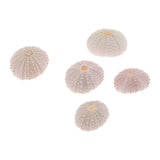 Maxbell 5Pcs Aquarium Fish Tank Natural Seashell Landscape Decoration Sea Urchin Shell