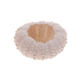 Maxbell 5Pcs Aquarium Fish Tank Natural Seashell Landscape Decoration Sea Urchin Shell