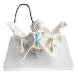 Maxbell 1:1 Human Female Pelvis with Embryo Head Skeleton Model for School Teaching Display Anatomy Toy