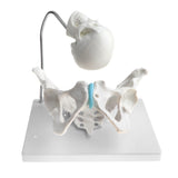 Maxbell 1:1 Human Female Pelvis with Embryo Head Skeleton Model for School Teaching Display Anatomy Toy