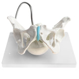 Maxbell 1:1 Human Female Pelvis with Embryo Head Skeleton Model for School Teaching Display Anatomy Toy