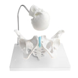 Maxbell 1:1 Human Female Pelvis with Embryo Head Skeleton Model for School Teaching Display Anatomy Toy