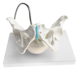 Maxbell 1:1 Human Female Pelvis with Embryo Head Skeleton Model for School Teaching Display Anatomy Toy