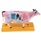 Maxbell Professional 68 Acupuncture Points Cattle Anatomical Model School Teaching Tool Lab Supplies