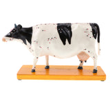 Maxbell Professional 68 Acupuncture Points Cattle Anatomical Model School Teaching Tool Lab Supplies