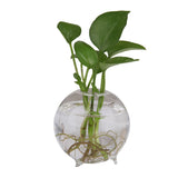 Maxbell Table Decor Glass Flower Planter Vase Terrarium Container Home Garden Ball Shape