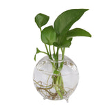 Maxbell Table Decor Glass Flower Planter Vase Terrarium Container Home Garden Ball Shape