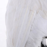 Maxbell Realistic Parrot Artificial Feather Bird Animal Ornament Garden Decor White