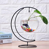 Maxbell Hanging Glass Plant Flower Vase Fishbowl Terrarium Container Pot Decor 15cm