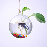 Maxbell Hanging Glass Plant Flower Vase Fishbowl Terrarium Container Pot Decor 15cm