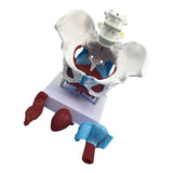 Maxbell Highly Detailed 1:1 Lifesize Human Female Pelvis Model w/ Floor Muscles Educative Teaching Kits Lab Supplies