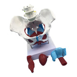 Maxbell Highly Detailed 1:1 Lifesize Human Female Pelvis Model w/ Floor Muscles Educative Teaching Kits Lab Supplies