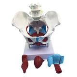 Maxbell Highly Detailed 1:1 Lifesize Human Female Pelvis Model w/ Floor Muscles Educative Teaching Kits Lab Supplies