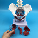 Maxbell Highly Detailed 1:1 Lifesize Human Female Pelvis Model w/ Floor Muscles Educative Teaching Kits Lab Supplies