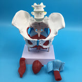 Maxbell Highly Detailed 1:1 Lifesize Human Female Pelvis Model w/ Floor Muscles Educative Teaching Kits Lab Supplies