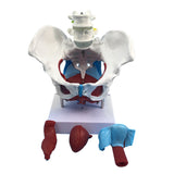 Maxbell Highly Detailed 1:1 Lifesize Human Female Pelvis Model w/ Floor Muscles Educative Teaching Kits Lab Supplies