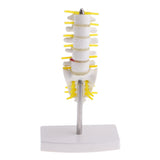 Maxbell 15cm Replica Human 5 Lumbar Vertebrae w/ Sacrum & Coccyx Model School Teaching Tools Lab Equipment