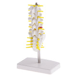 Maxbell 15cm Replica Human 5 Lumbar Vertebrae w/ Sacrum & Coccyx Model School Teaching Tools Lab Equipment